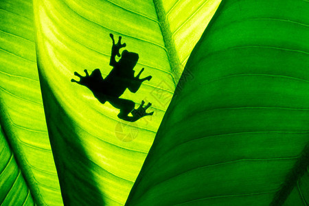 天然绿叶背景的青蛙阴影图片