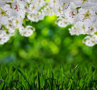 春天的花朵柔和的模糊背景和草图片