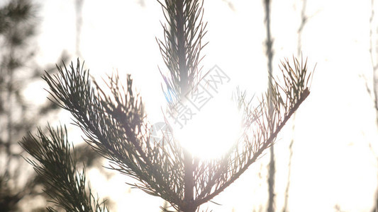 阳光刺眼自然圣诞装饰背景日落时反对森林的图片