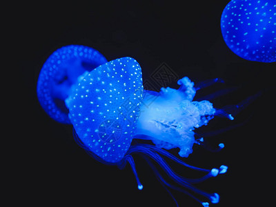 深水中的蓝色水母里斯本海洋馆图片