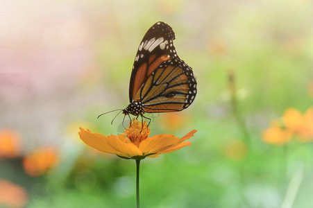 柔软而梦幻的一幅蝴蝶躺在图片