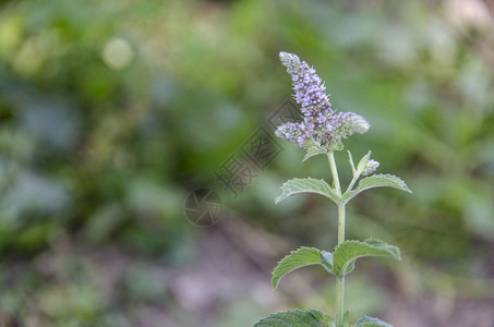 留兰香植物Menthas图片