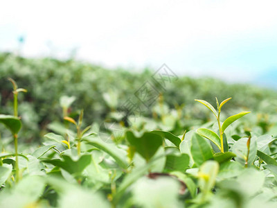 泰国北部日出时山上的绿茶场图片