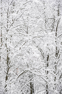 冬天积雪的树木图片