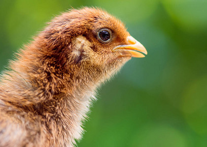家禽场的小鸡可爱的小新生棕色小鸡在绿色背景在养鸡场新孵化的图片