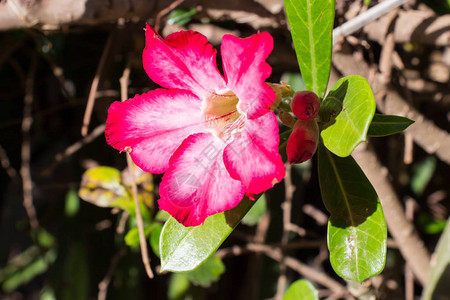 杜鹃花在叶子颜色绿上开花红色花瓣图片