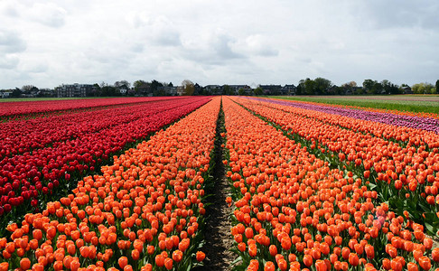 春天荷兰北部的红和图片