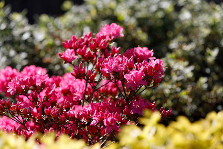 春天的花园里盛开着粉红色的杜鹃花春天美丽的图片