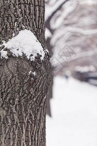 下着大雪的城市图片