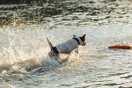 JackRussellTerrier的后视镜在浅图片