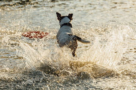 JackRussellTerrier的后视镜在浅图片