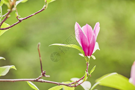 花木兰开花以为背景春天的花朵图片