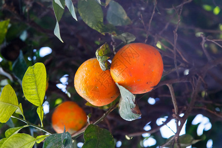 橙子橘子或克莱门图片
