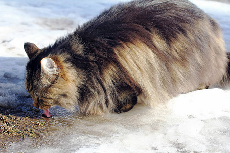 一个挪威森林猫在冬天喝来自地面图片