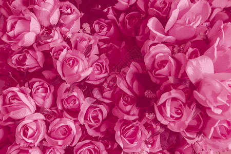 粉红玫瑰婚礼的爱情背景和情人节日明信图片