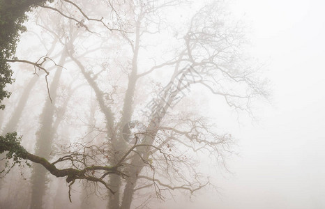 秋天森林里雾气缭绕的美景图片