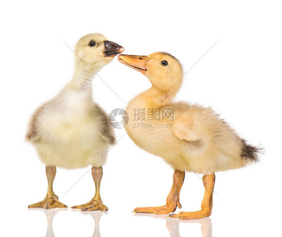 两只年轻的鹅和鸭子图片