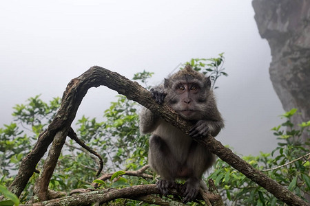 坐在一棵树上的猴子悲哀地看着照相机图片