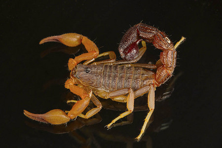 一只肥尾蝎子图片
