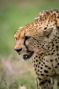 Cheetah站在草图片