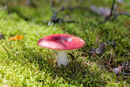 森林苔藓中光滑的红菇图片