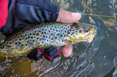 钓到飞钓的鳟鱼图片素材