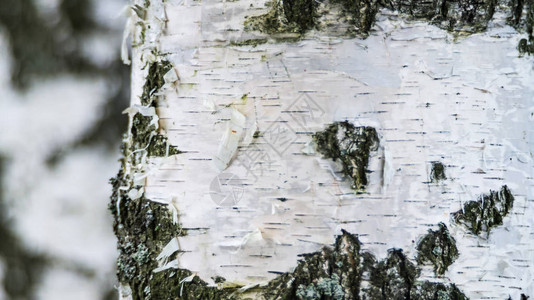 Birch树皮纹理图片
