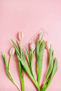 粉红色背景上的柔和粉红色郁金香花束图片