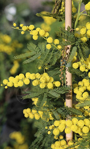 春天许多黄色的米莫萨花是国际妇女日的象图片
