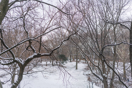 有雪的冬天森林图片