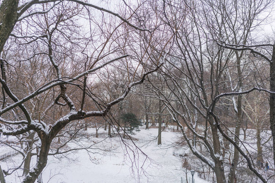 有雪的冬天森林图片