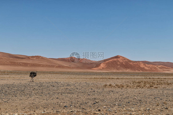奥斯特里赫在纳米比亚索苏夫莱沙漠散步图片