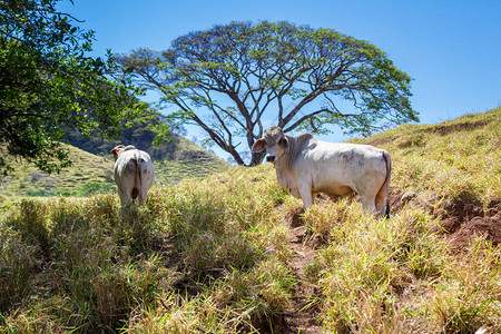 哥斯达黎加瓜纳卡斯特森林干燥地图片