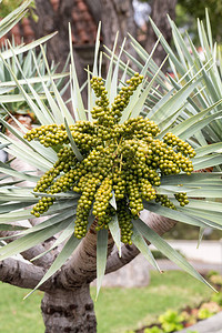 Bangalow棕榈树种子头目图片