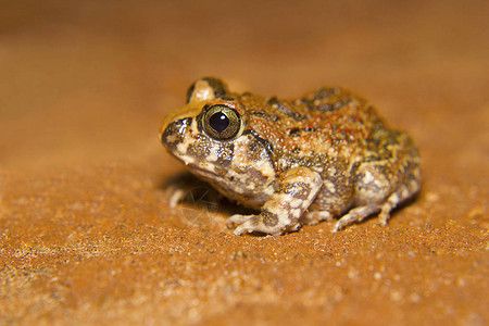 印度穴居蛙Sphaerothecabreviceps印度卡纳塔克邦班加罗尔这是一种浅棕色橄榄色的小青蛙图片
