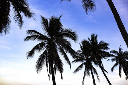 日落海滩上椰子树的剪影图片