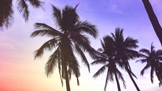 日落海滩上椰子树的剪影图片