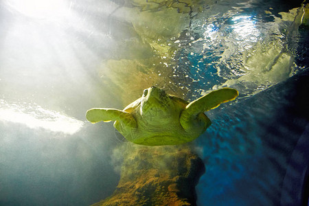 海龟在海洋水族馆游泳图片