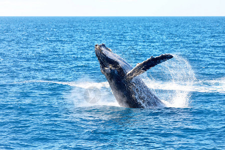 在澳洲海洋中自由的鲸鱼就背景图片