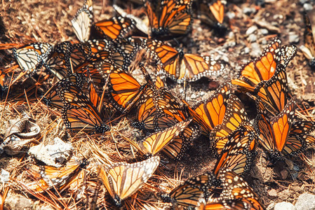 Monarch蝴蝶生物圈保护区图片