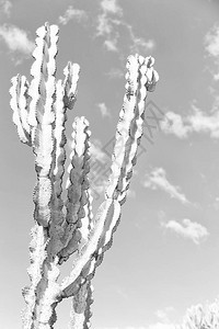 非洲仙人掌植物的纹理仿佛天空图片