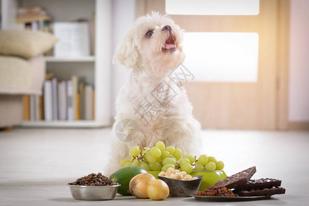 小白马耳他犬和对他有毒的食物成分背景图片