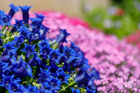 春天花园里的喇叭龙胆蓝花图片