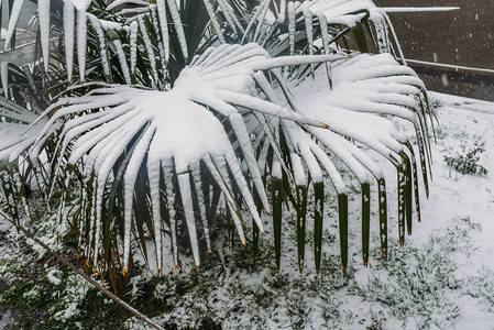 冬季雪下棕榈树在意图片