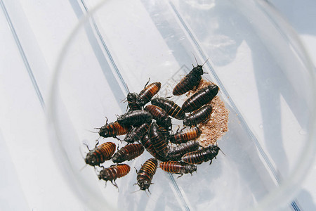 放蟑螂一堆新鲜的棕色条纹昆虫蟑螂准备在浅色木桌上的玻璃碗中烹制