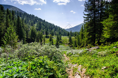 山林和树丛的风景在前面夏图片