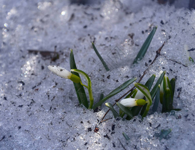 雪花从融雪中破碎背景图片