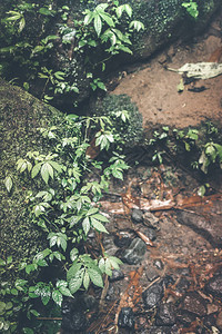 在亚洲热带雨林深处热带质印度图片