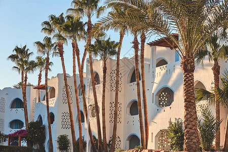 白色双层旅馆背景上的棕榈树在白色的两图片