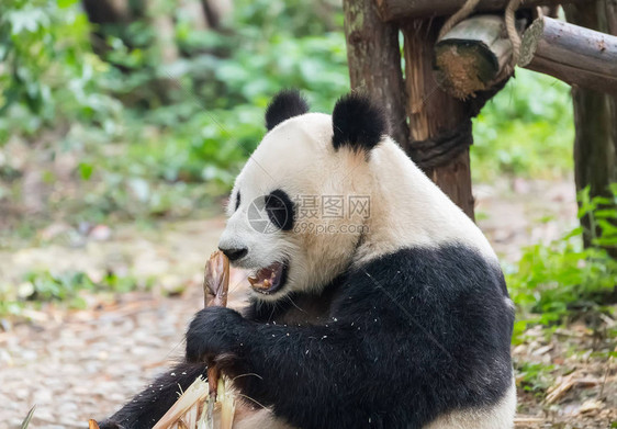 巨型熊猫在Chengdu野生图片